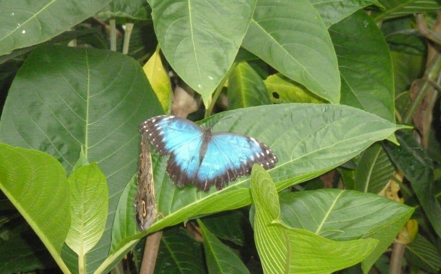 Visit the butterfly farm With Kids In Stratford-Upon-Avon www.extraordinarychaos.com Visit the butterfly farm With Kids In Stratford-Upon-Avon www.extraordinarychaos.com