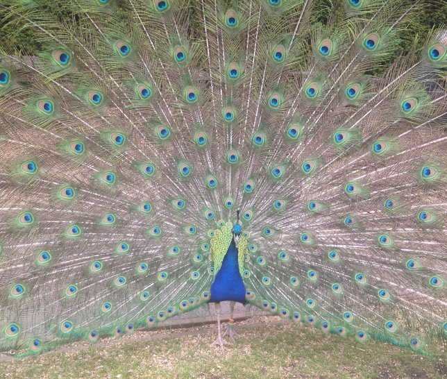 IMG_8618