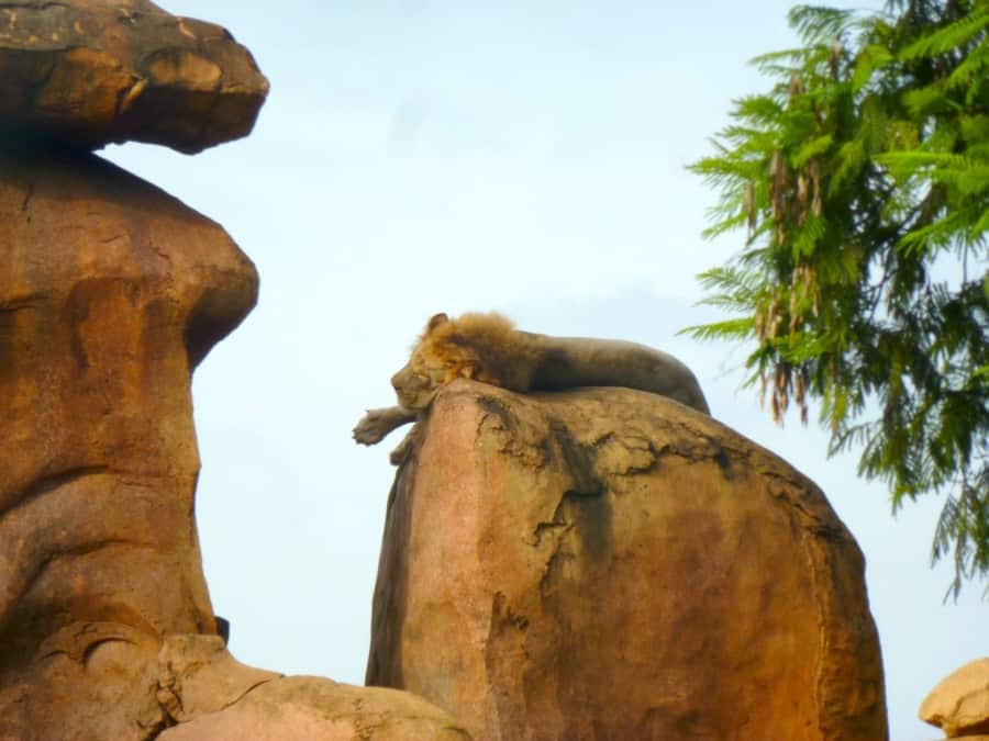 Our Top Tips For Animal Kingdom With Teens And Tweens www.extraordinarychaos.com Our Top Tips For Animal Kingdom With Teens And Tweens www.extraordinarychaos.com