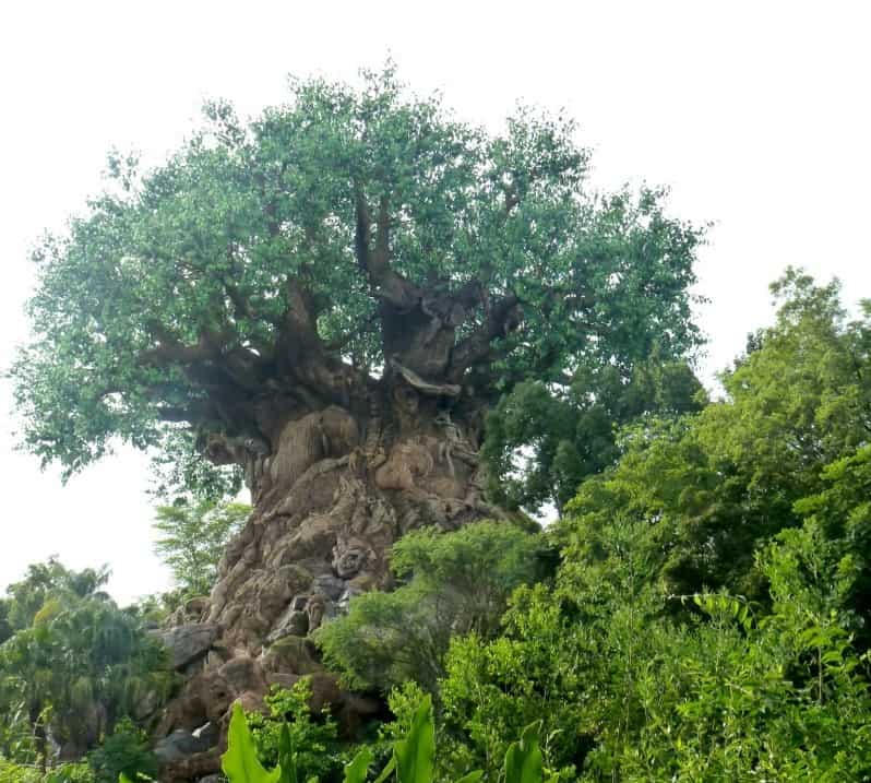 Our Top Tips For Animal Kingdom With Teens And Tweens www.extraordinarychaos.com Our Top Tips For Animal Kingdom With Teens And Tweens www.extraordinarychaos.com