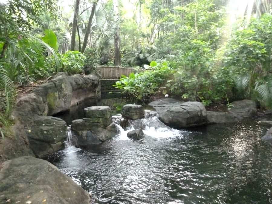 Animal Kingdom 5