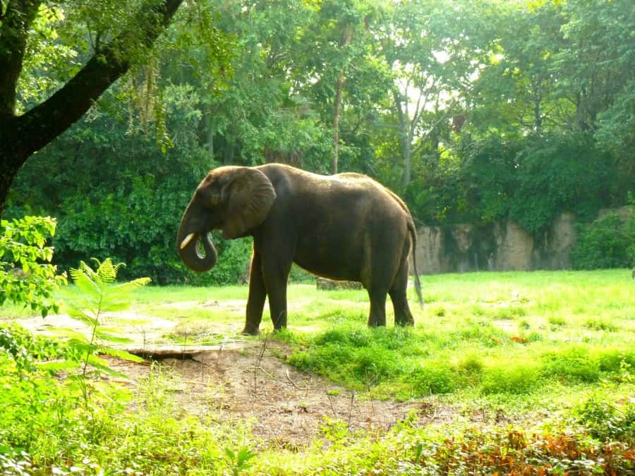 Our Top Tips For Animal Kingdom With Teens And Tweens www.extraordinarychaos.com Our Top Tips For Animal Kingdom With Teens And Tweens www.extraordinarychaos.com