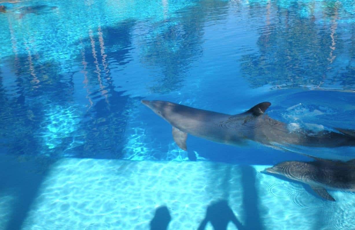 10 Things To Do In Las Vegas With Kids www.extraordinarychaos.com