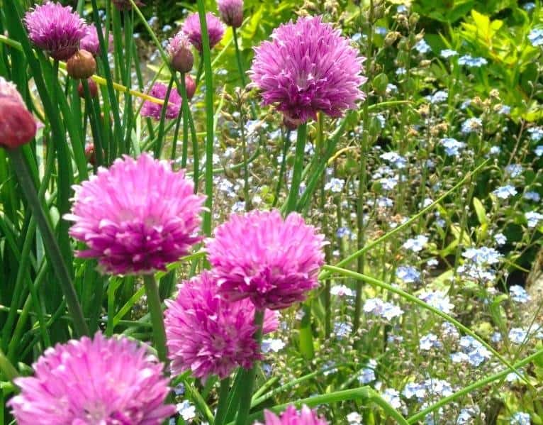 Creating Areas in your garden