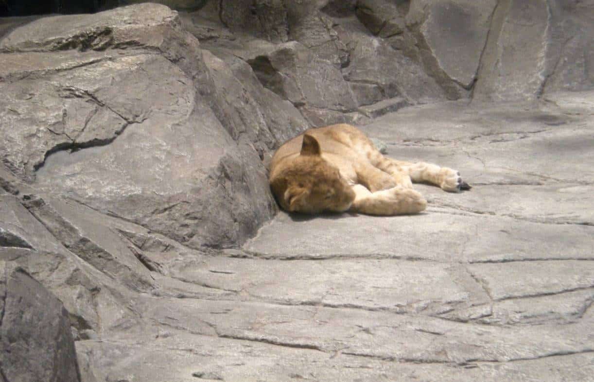 10 Things To Do In Las Vegas With Kids www.extraordinarychaos.com