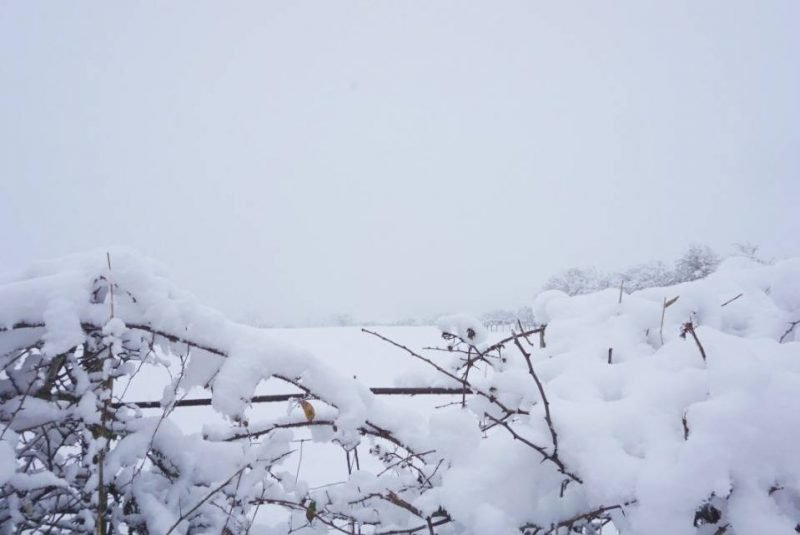 My Sunday Photo & Sudden Snow