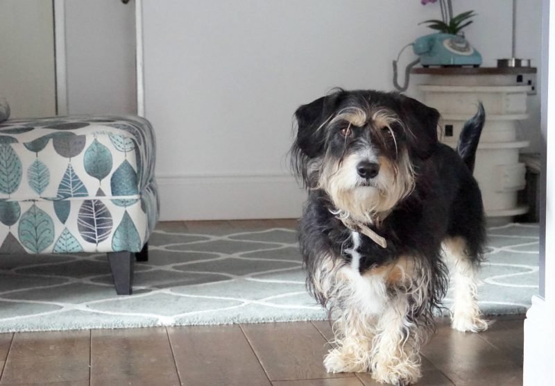 Toby Proofing My Home With Valspar Toby Proofing My Home With Valspar