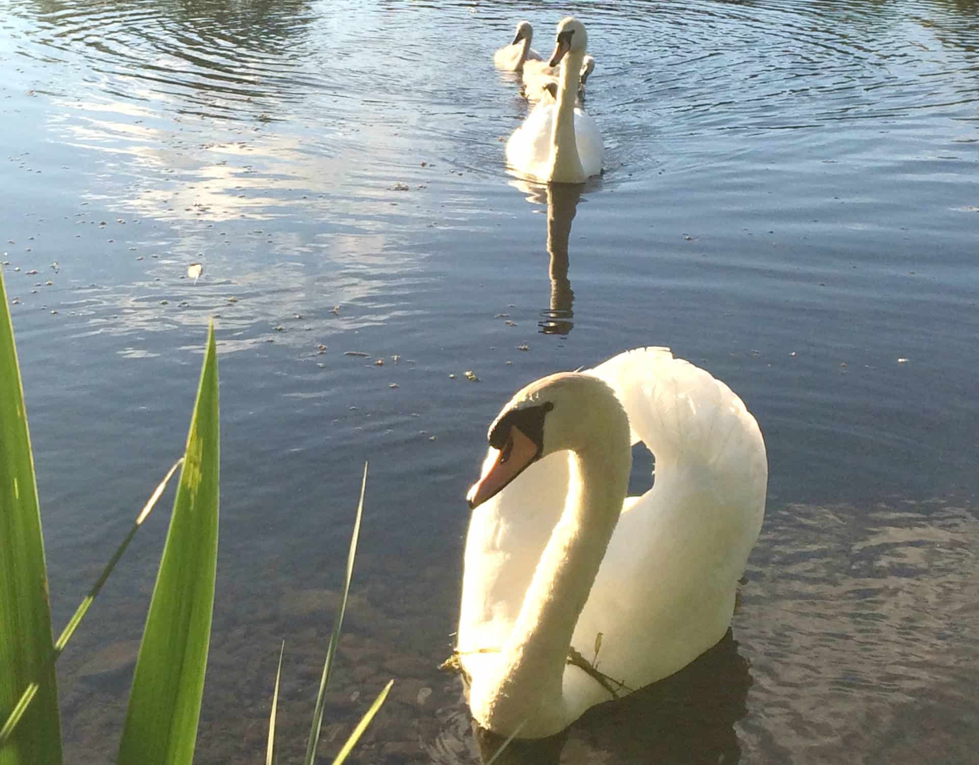 Enjoying Tranquility at Brompton Lakes aa