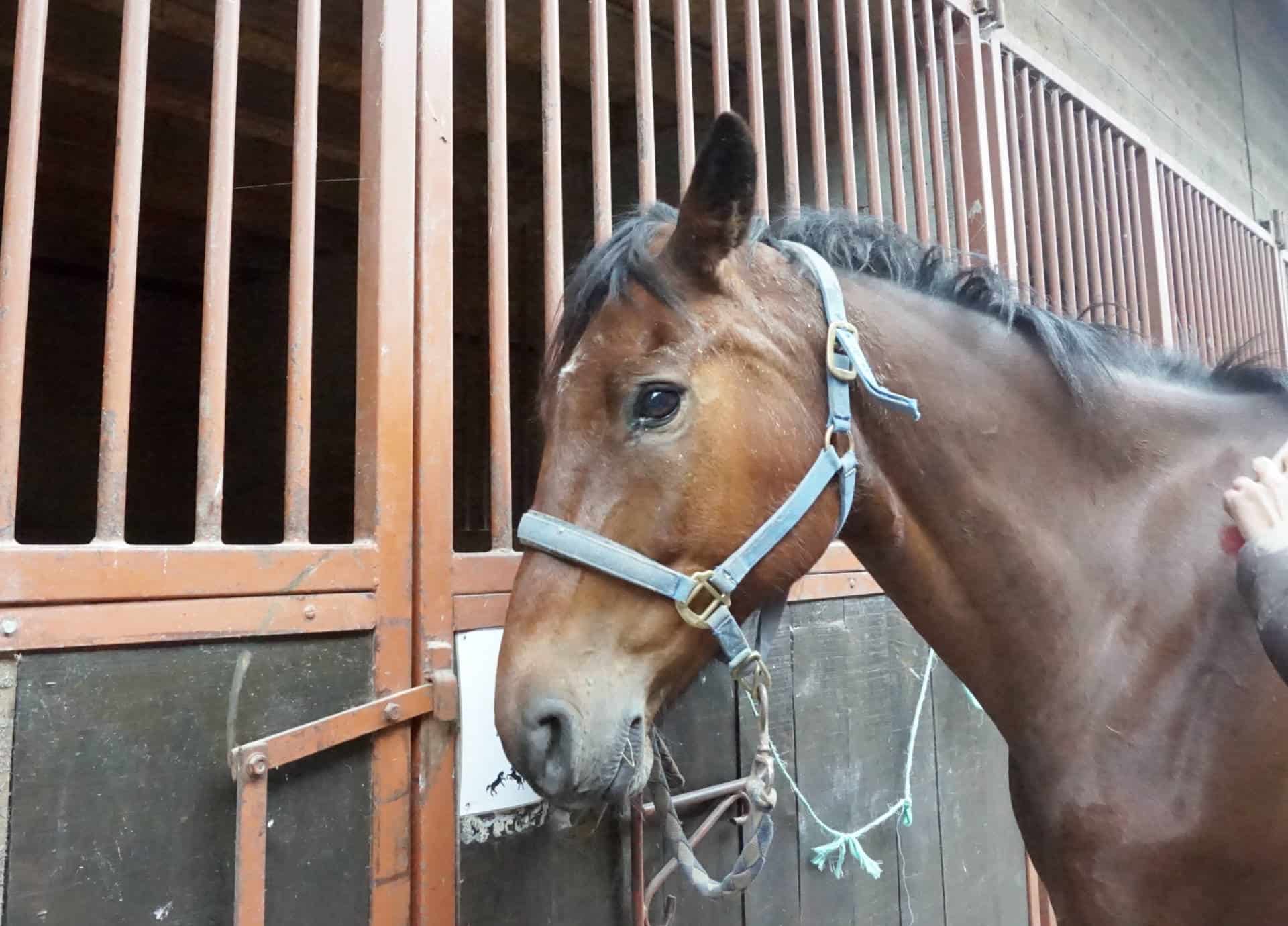 Horse Riding In Burgundy 12