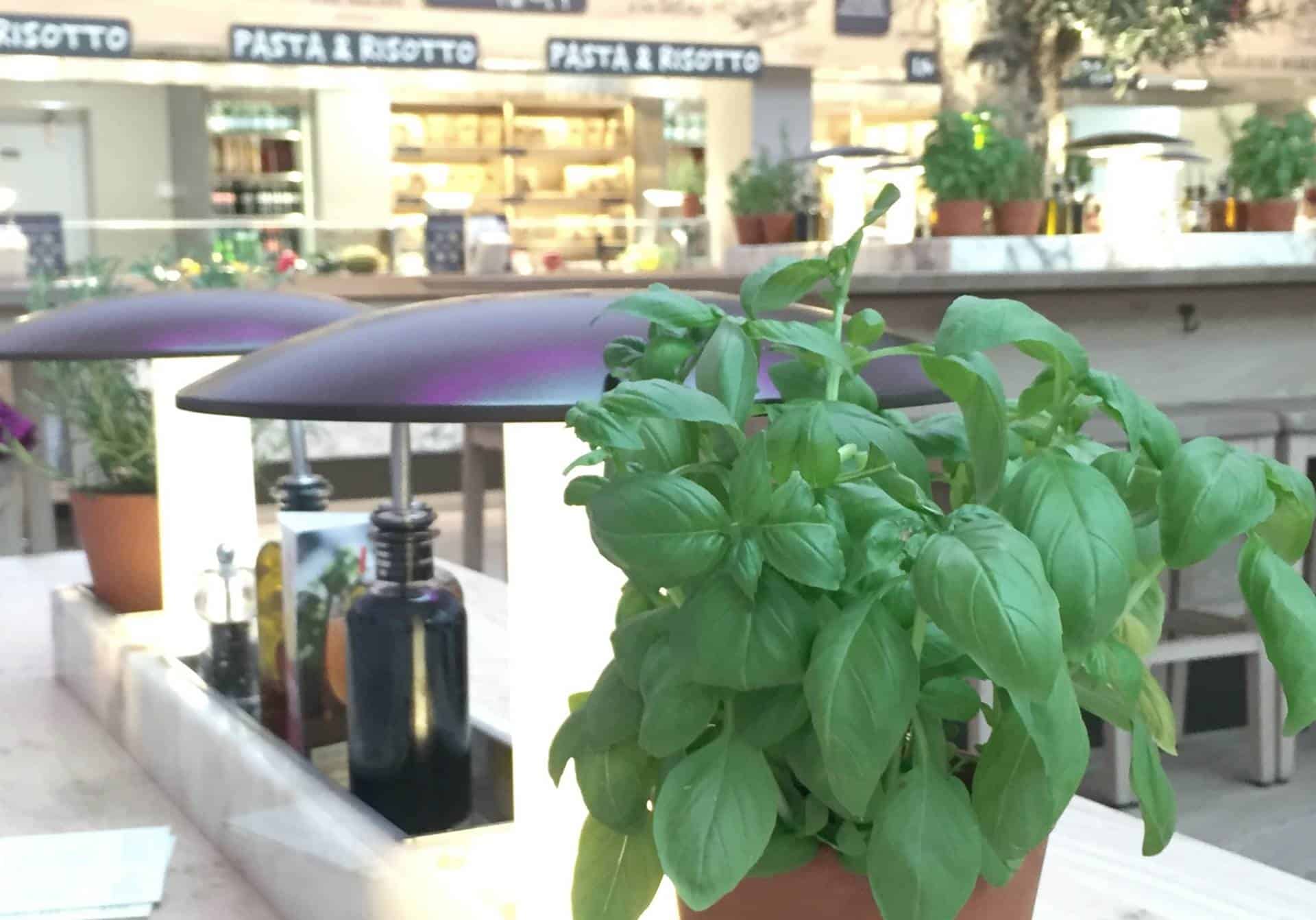 Lunch With a Difference at Vapiano Manchester