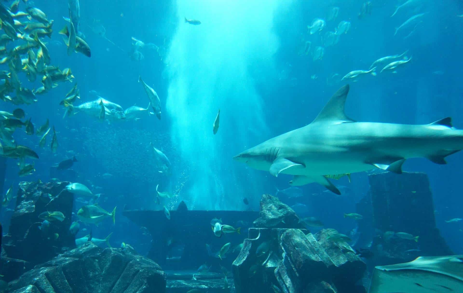 Spending The Day At Atlantis The Palm, Dubai www.extraordinarychaos.com