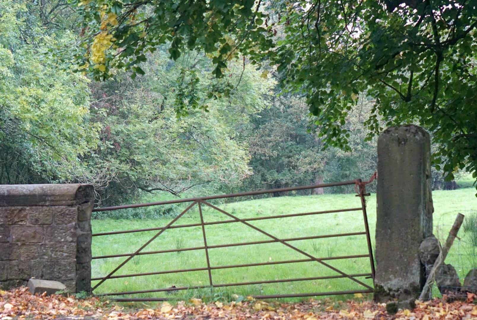 A Morning Walk