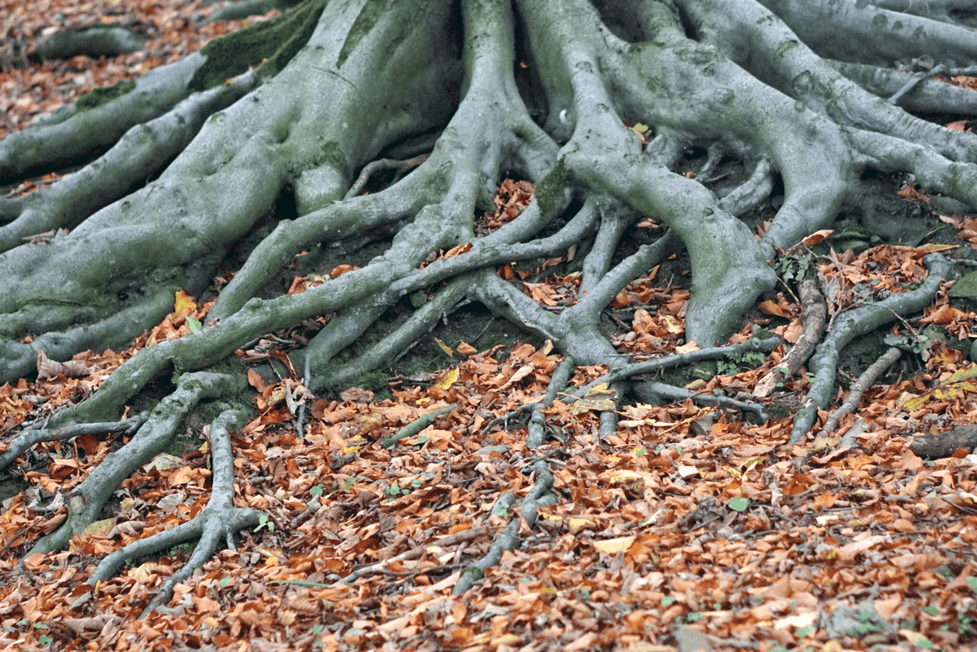 A Walk in the Woods 1