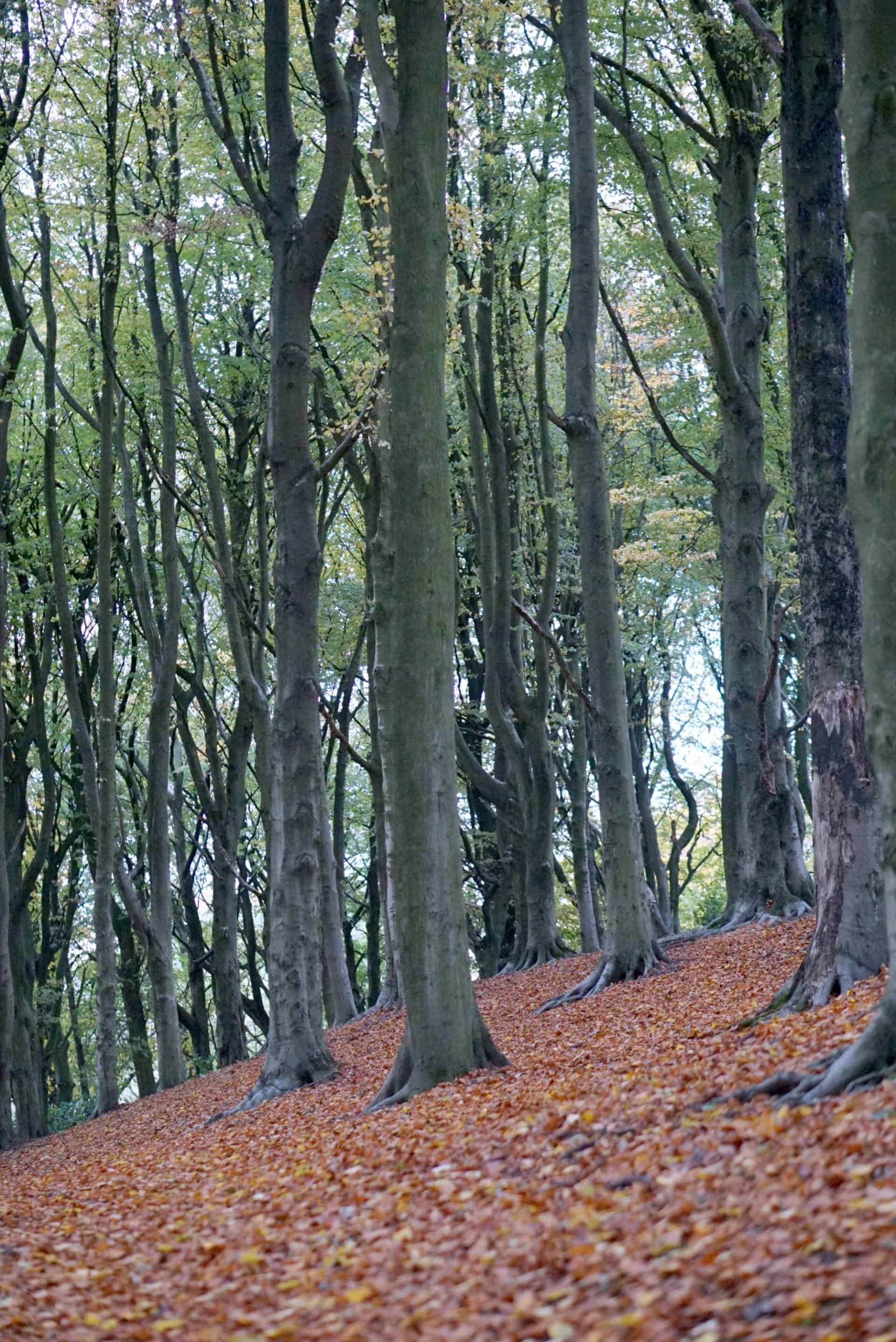 A Walk in the Woods 1