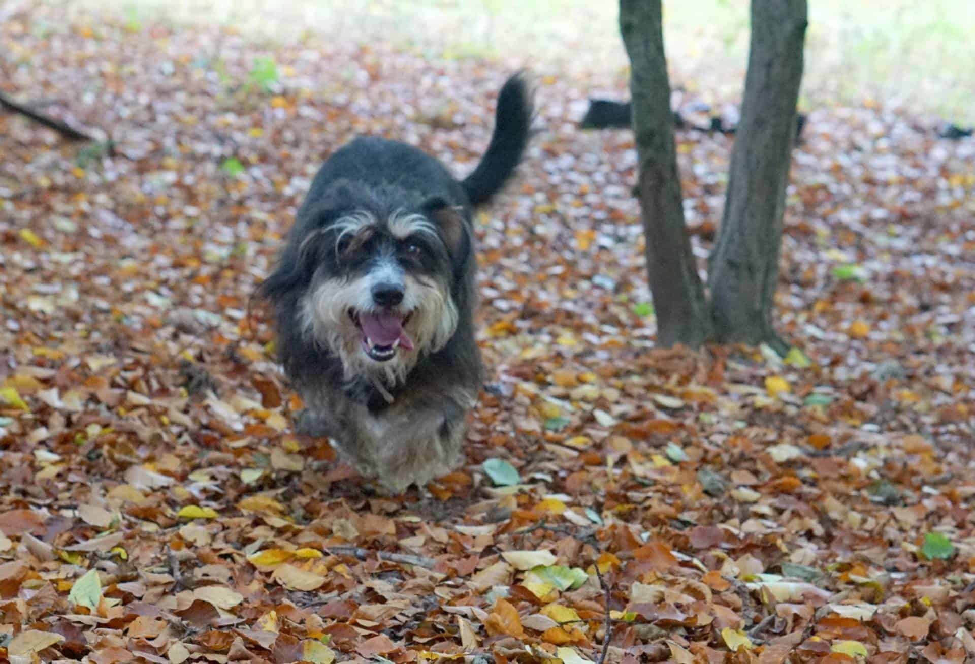A Walk in the Woods 1