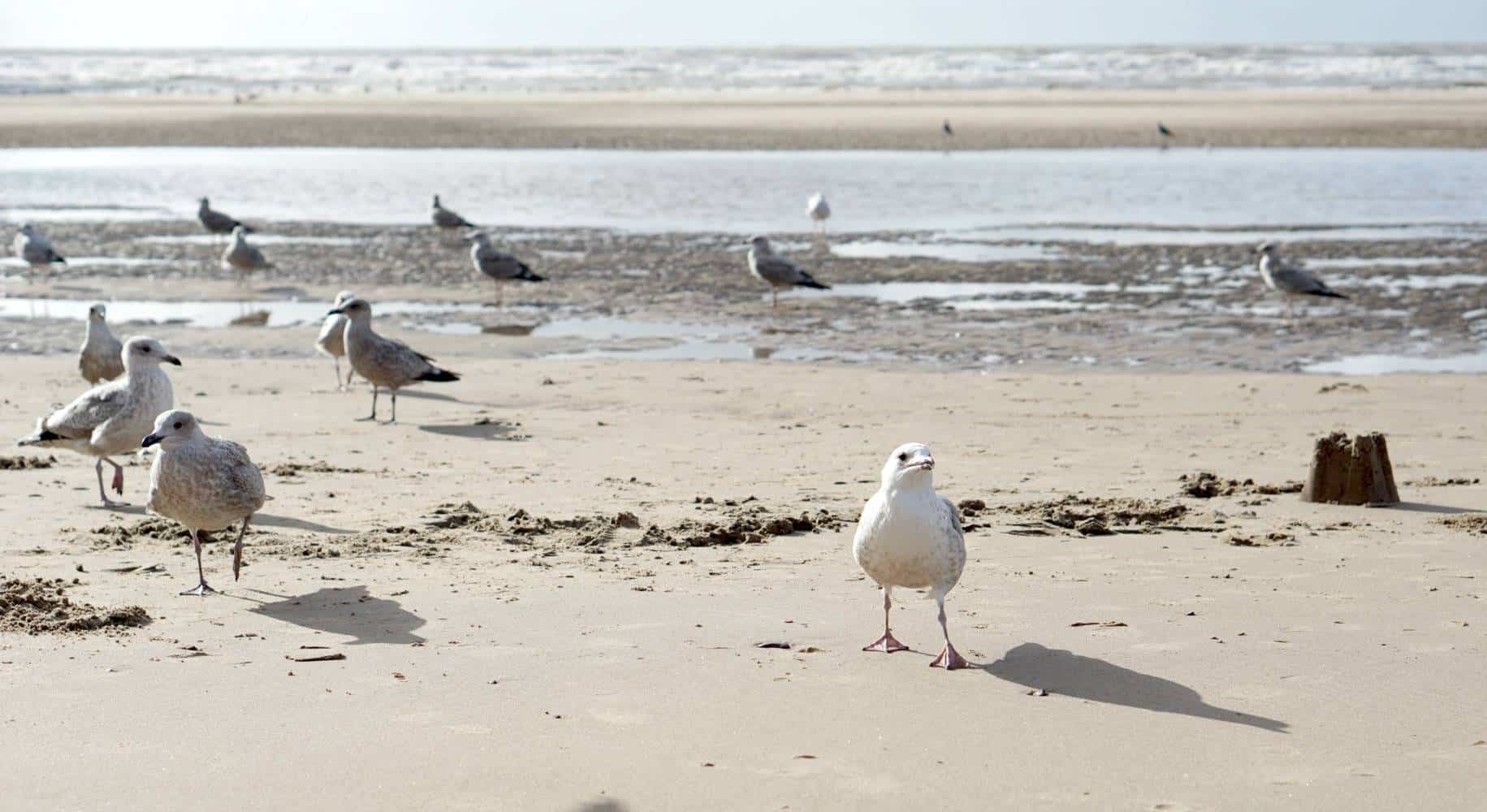 My Sunday Photo, A Walk On The Beach