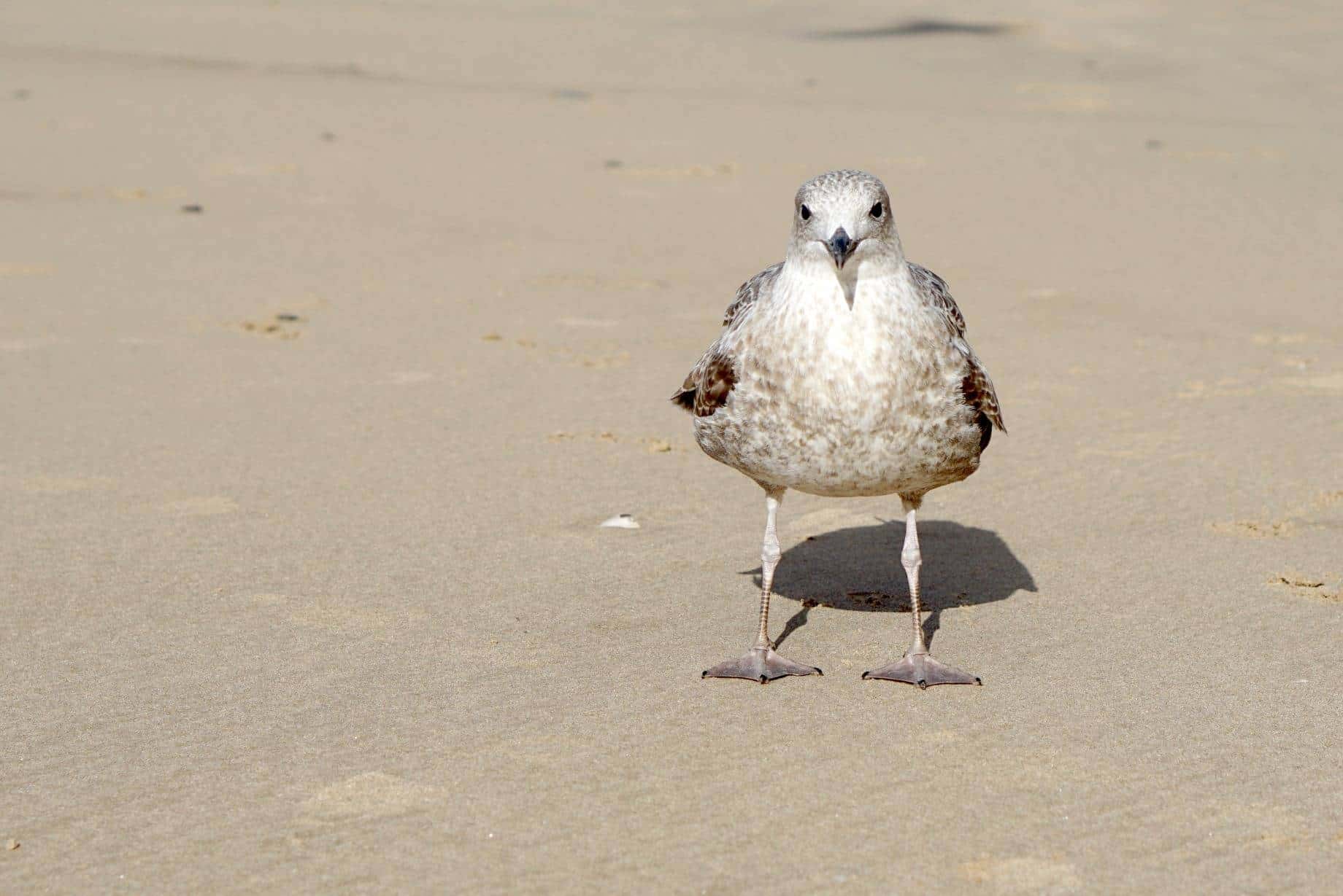My Sunday Photo, A Walk On The Beach