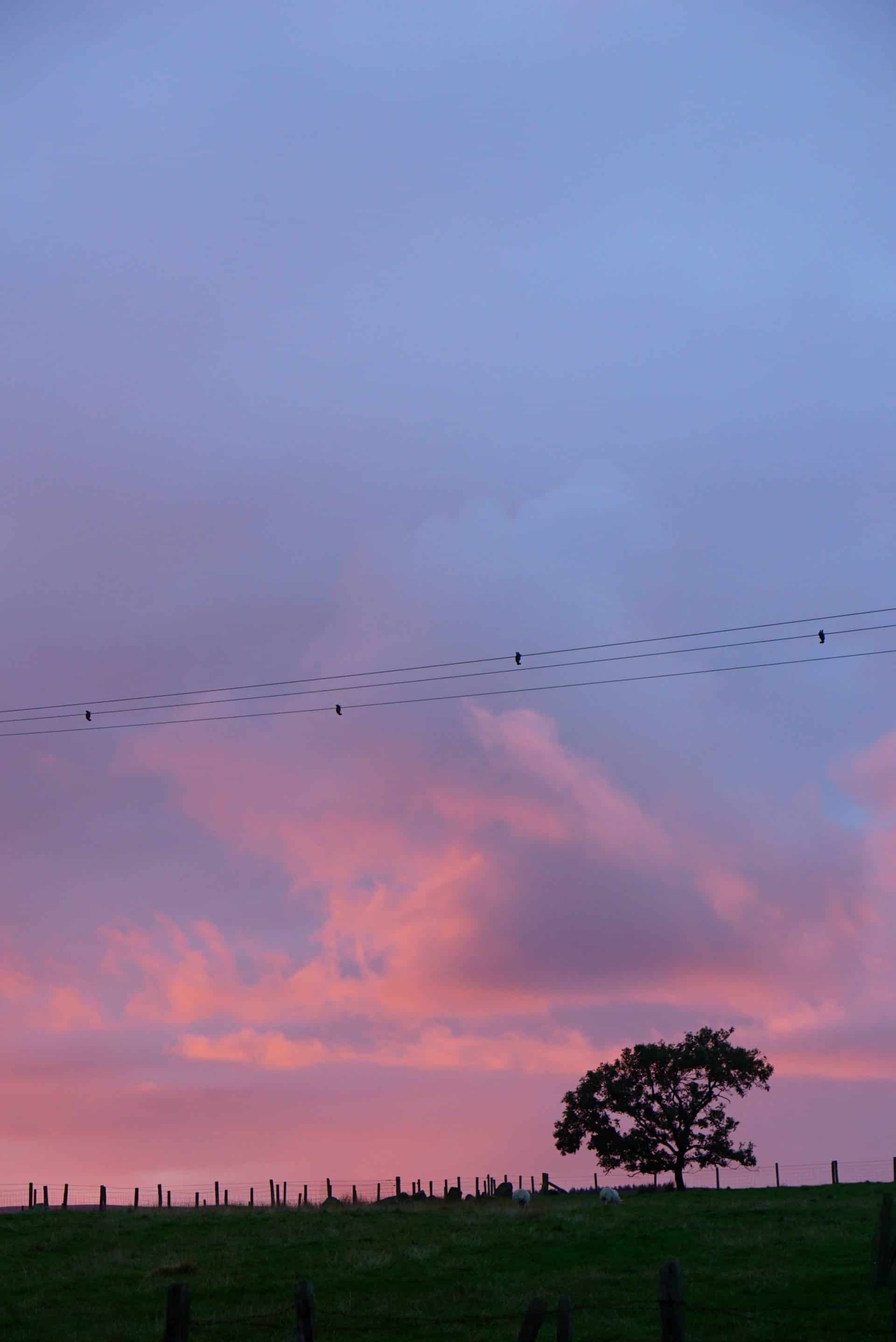 Pink sky at night