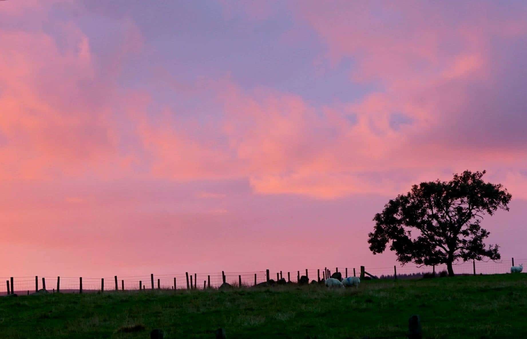 Pink Sky At Night