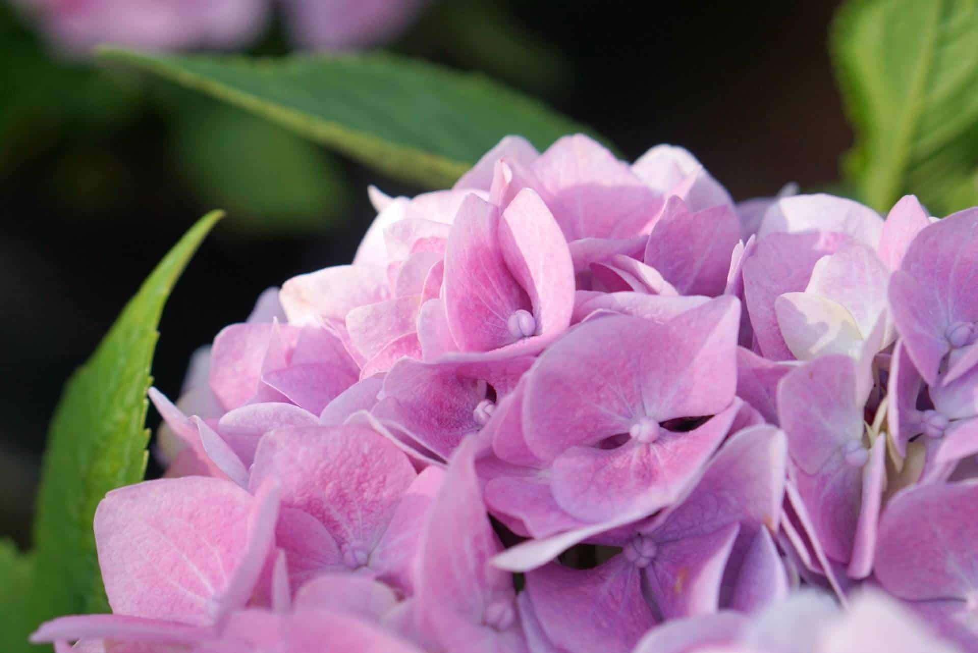 Creating Light In The Garden With Iconic Lighting