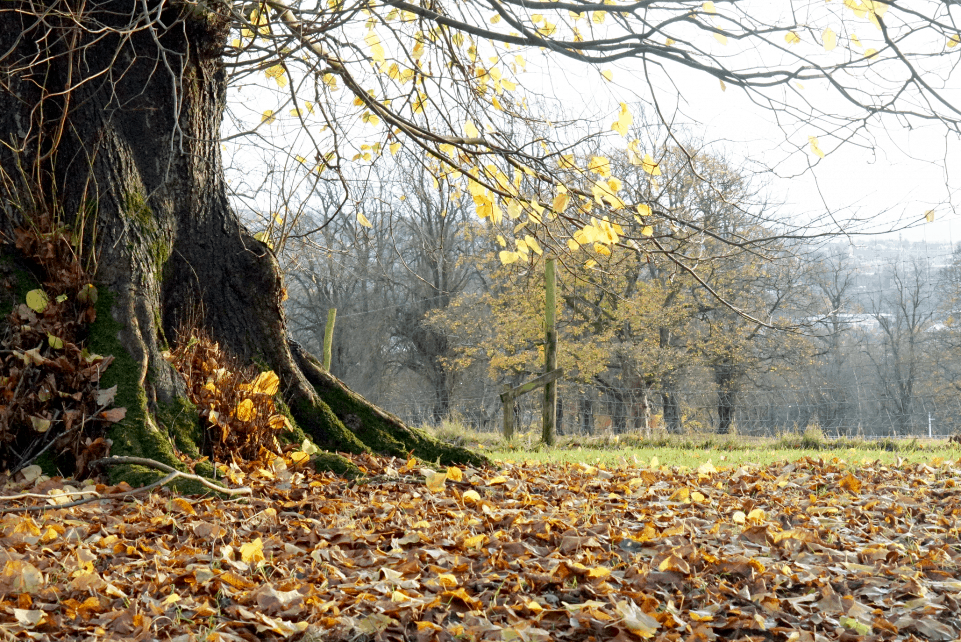 My Sunday Photo A Winters Walk