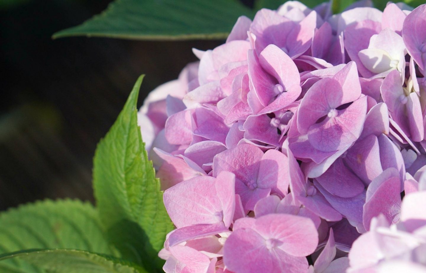 Creating Light In The Garden With Iconic Lighting