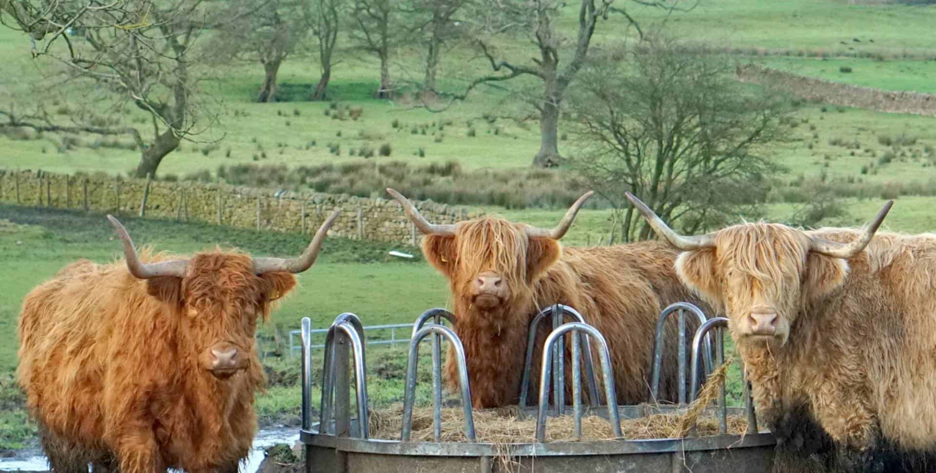 A Country Walk And Embracing The Sunshine