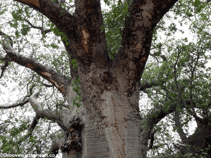 My Weekly Round-Up, Inspiration at Traverse