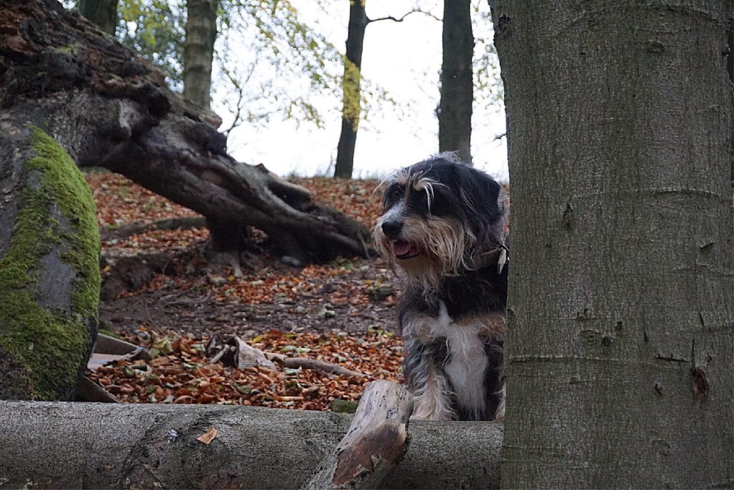 Reasons Dogs Are Great For Wellbeing and keep you healthy