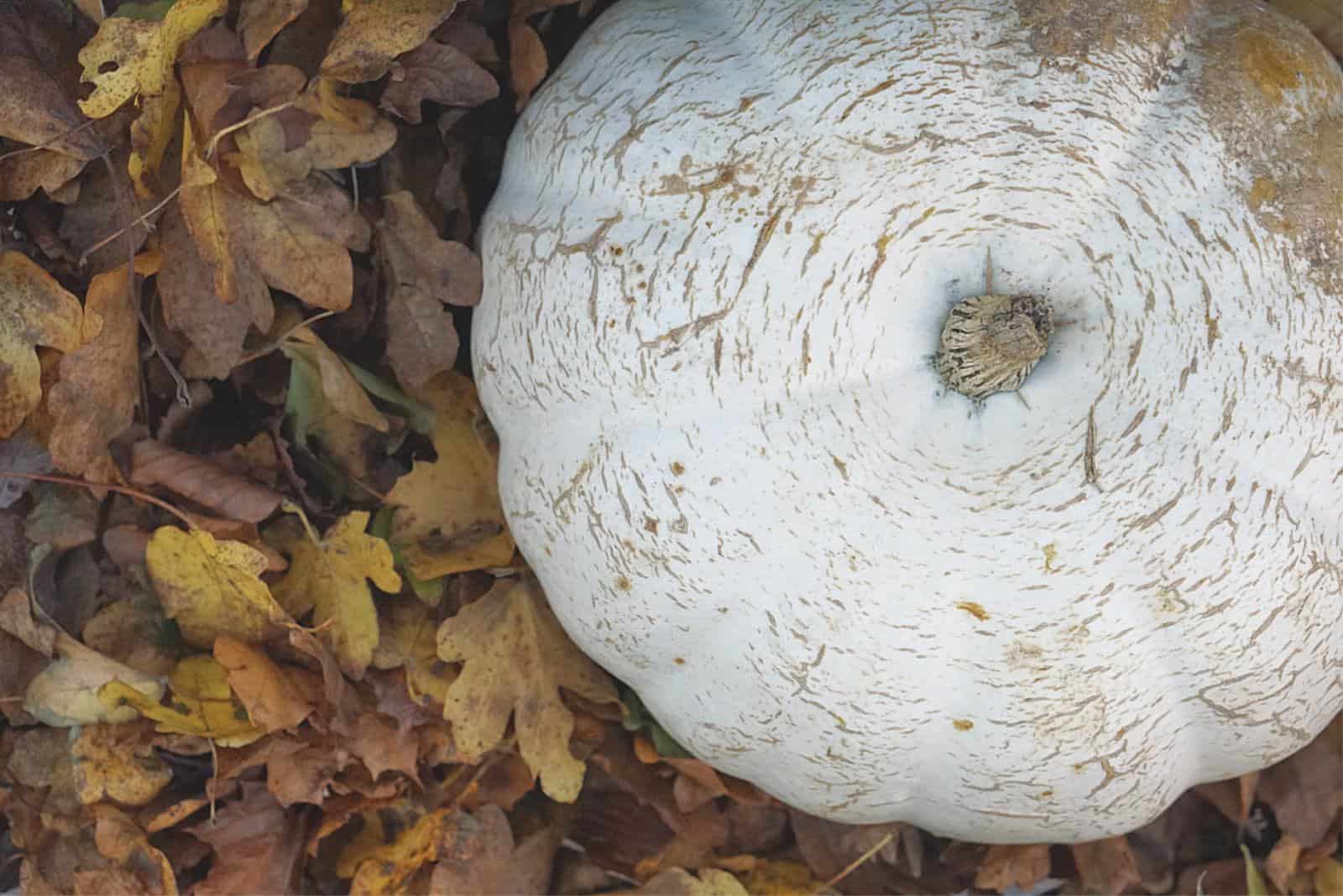 Pumpkin in Autumn