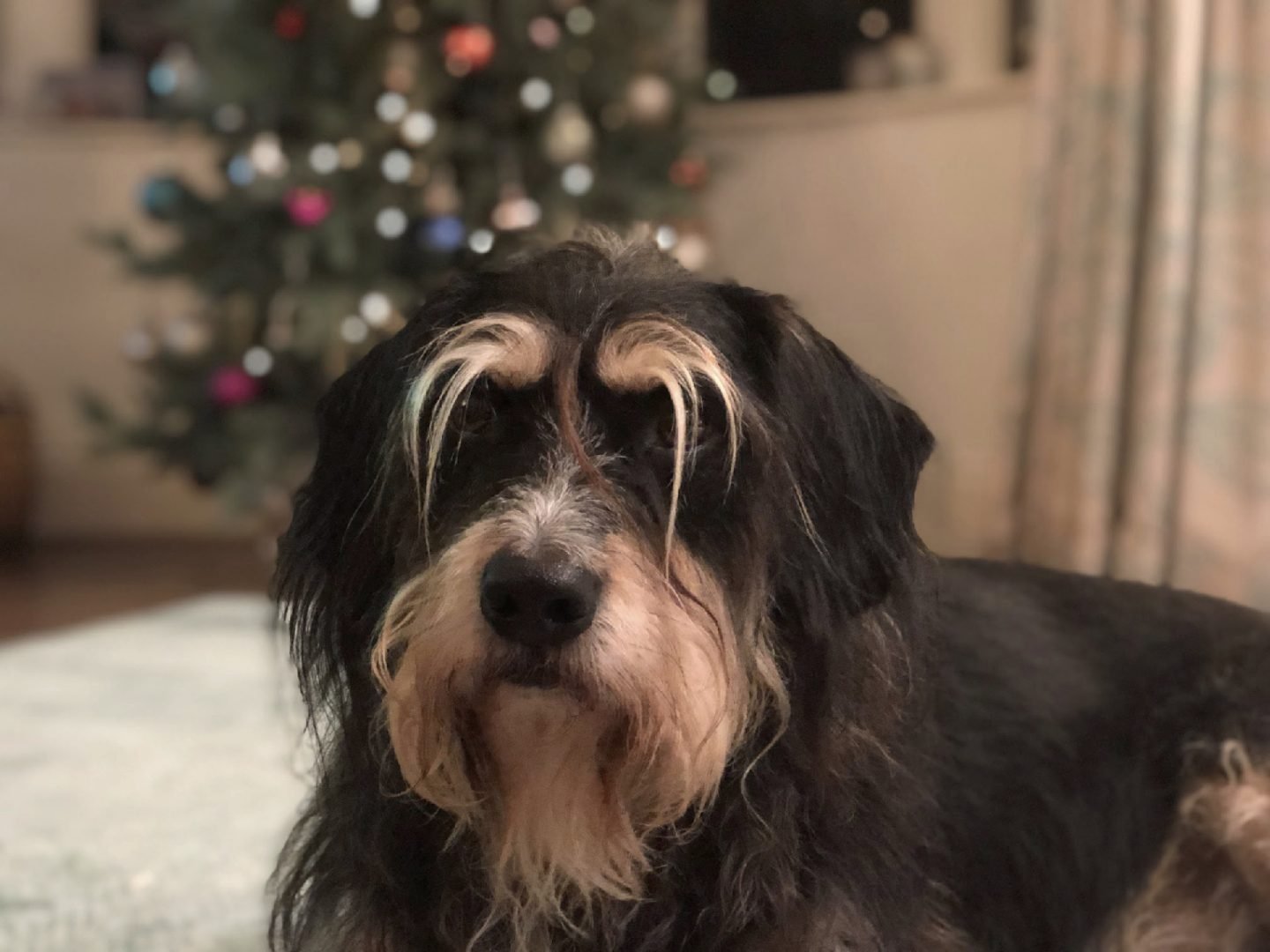 Toby At Christmas