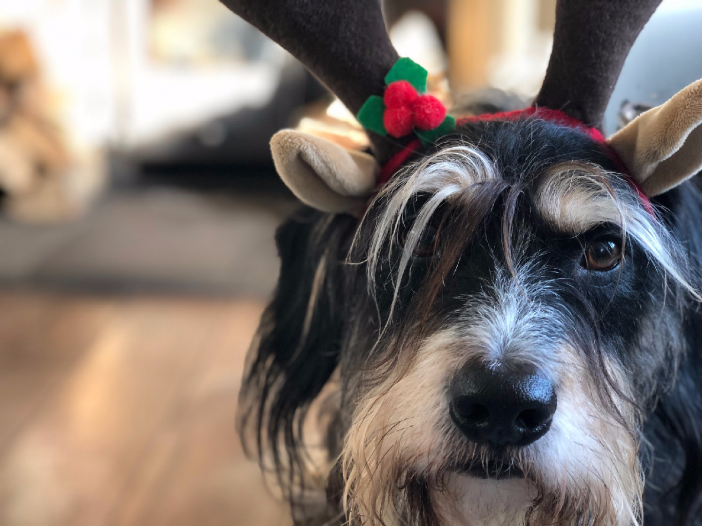 Why Dogs Are Great For Wellbeing?