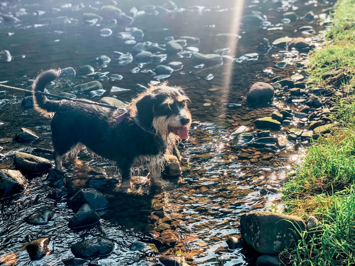 Toby on a Country Walk, Reasons Dogs Are Great For Wellbeing.